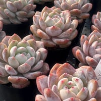 多肉植物　韓国苗　エケベリア　レッドストーン