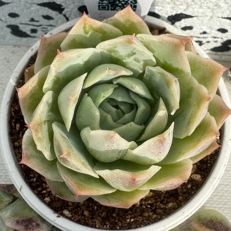 多肉植物　リエール苗　静月