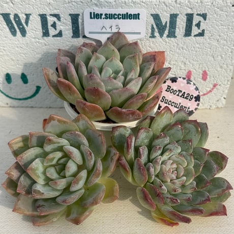 CATEGORY リエール苗 | BooTA29♡Succulent