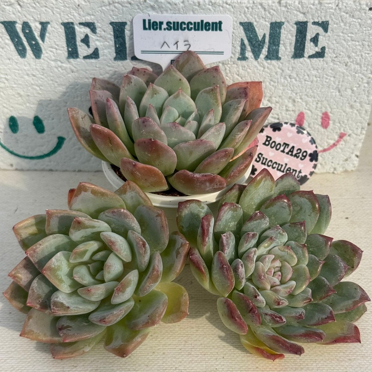 アマビレ 韓国苗 Lier苗 多肉植物 リエール エケベリア fit=scale-down,w=1200