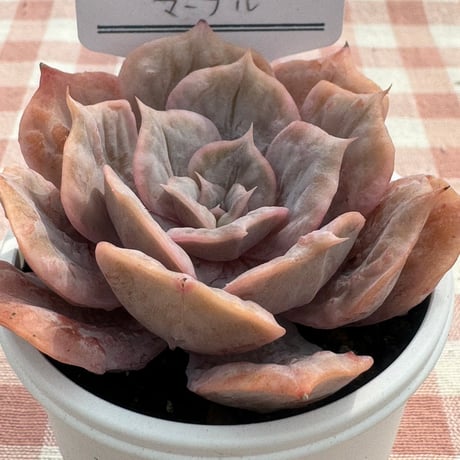 多肉植物  リエール苗  マーブル