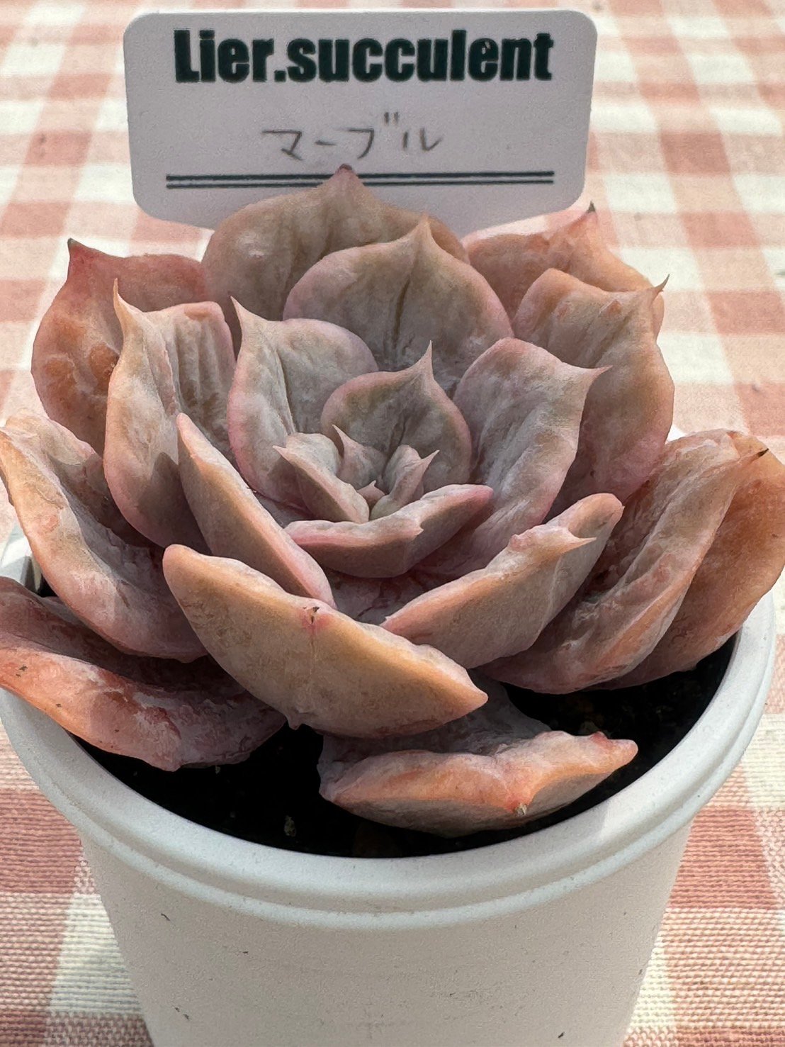 E.マリア 韓国苗 リエール苗 多肉植物 Lier.succulent 多肉植物