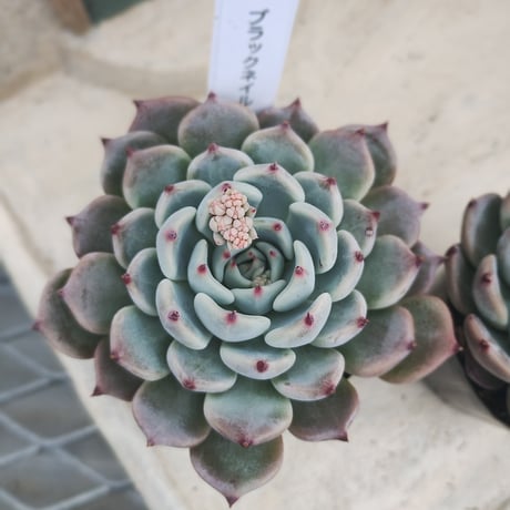 多肉植物　韓国苗　エケベリア　ブラックネイル