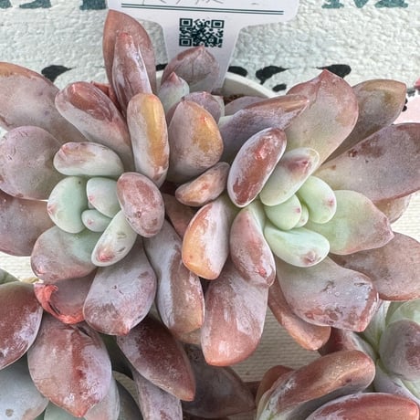多肉植物　リエール苗　アマリリス