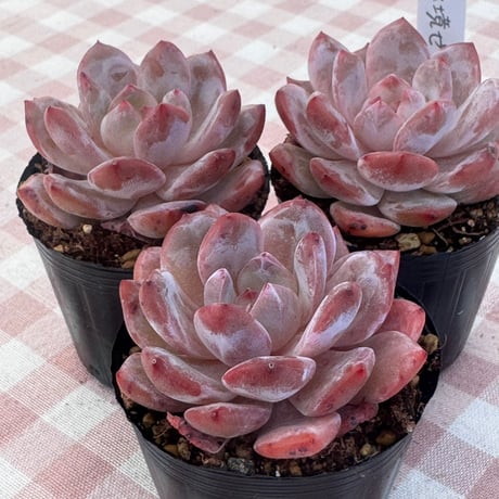 CATEGORY 多肉植物 | BooTA29♡Succulent