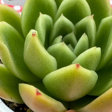 多肉植物　リエール苗　エルルイズ