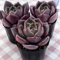 多肉植物　韓国苗　エケベリア　ムーンエリア