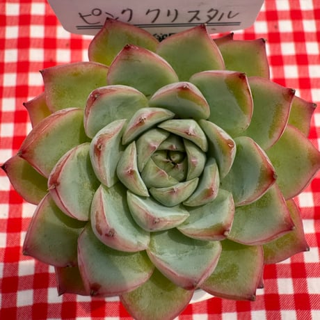 多肉植物　リエール苗　ピンククリスタル