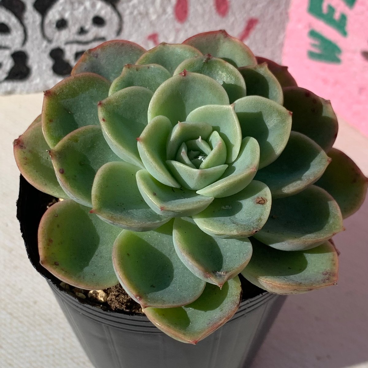 多肉植物 韓国苗 抜き苗 5苗セット No.23 | BooTA29♡Succulent