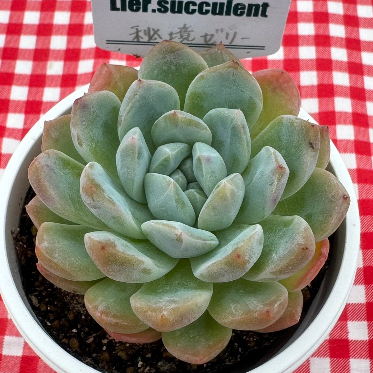 多肉植物 リエール苗 秘境ゼリー | BooTA29♡Succulent