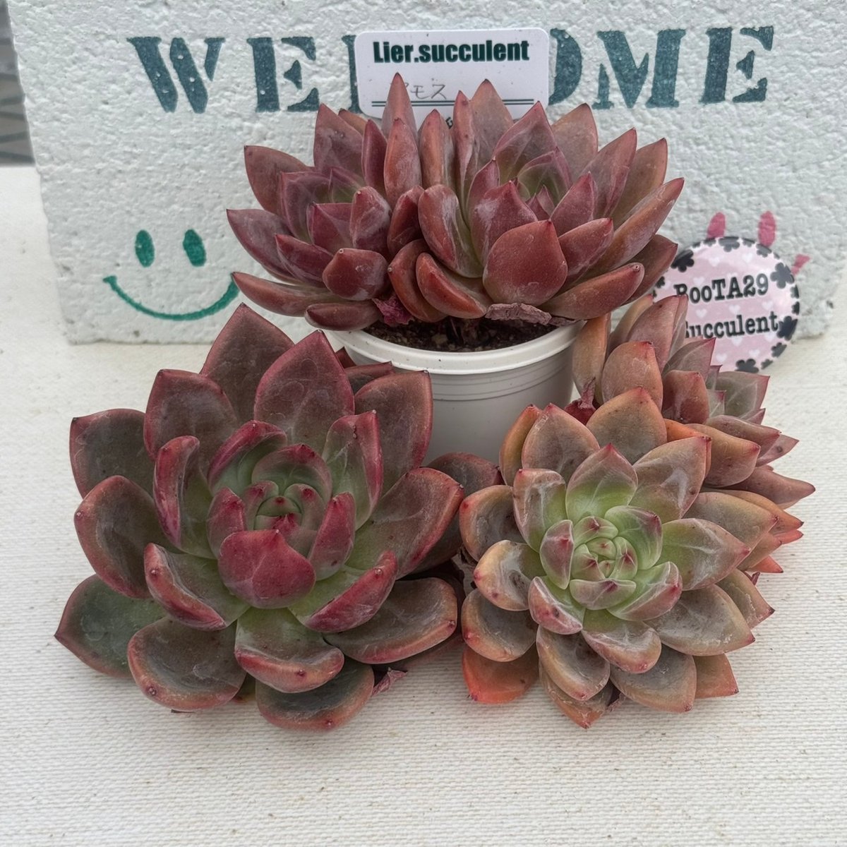 多肉植物 リエール苗 アモス | BooTA29♡Succulent