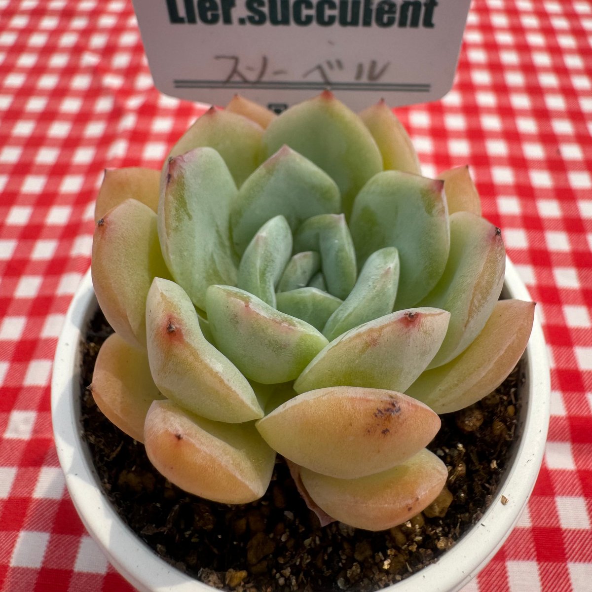 多肉植物 リエール苗 スノーベル | BooTA29♡Succulent
