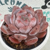 BooTA29♡Succulent