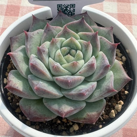 多肉植物  リエール苗   ロイヤルスター