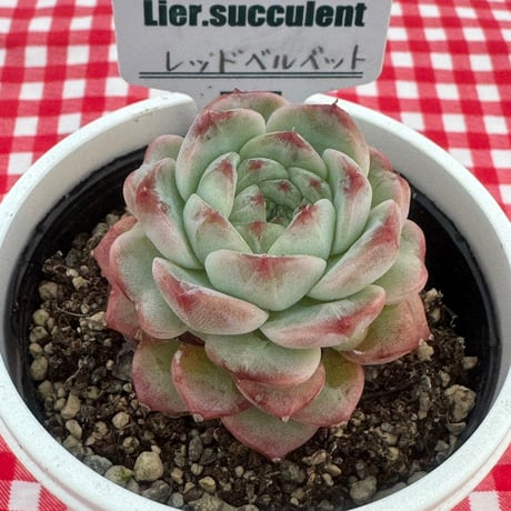 多肉植物  リエール苗  レッドベルベット