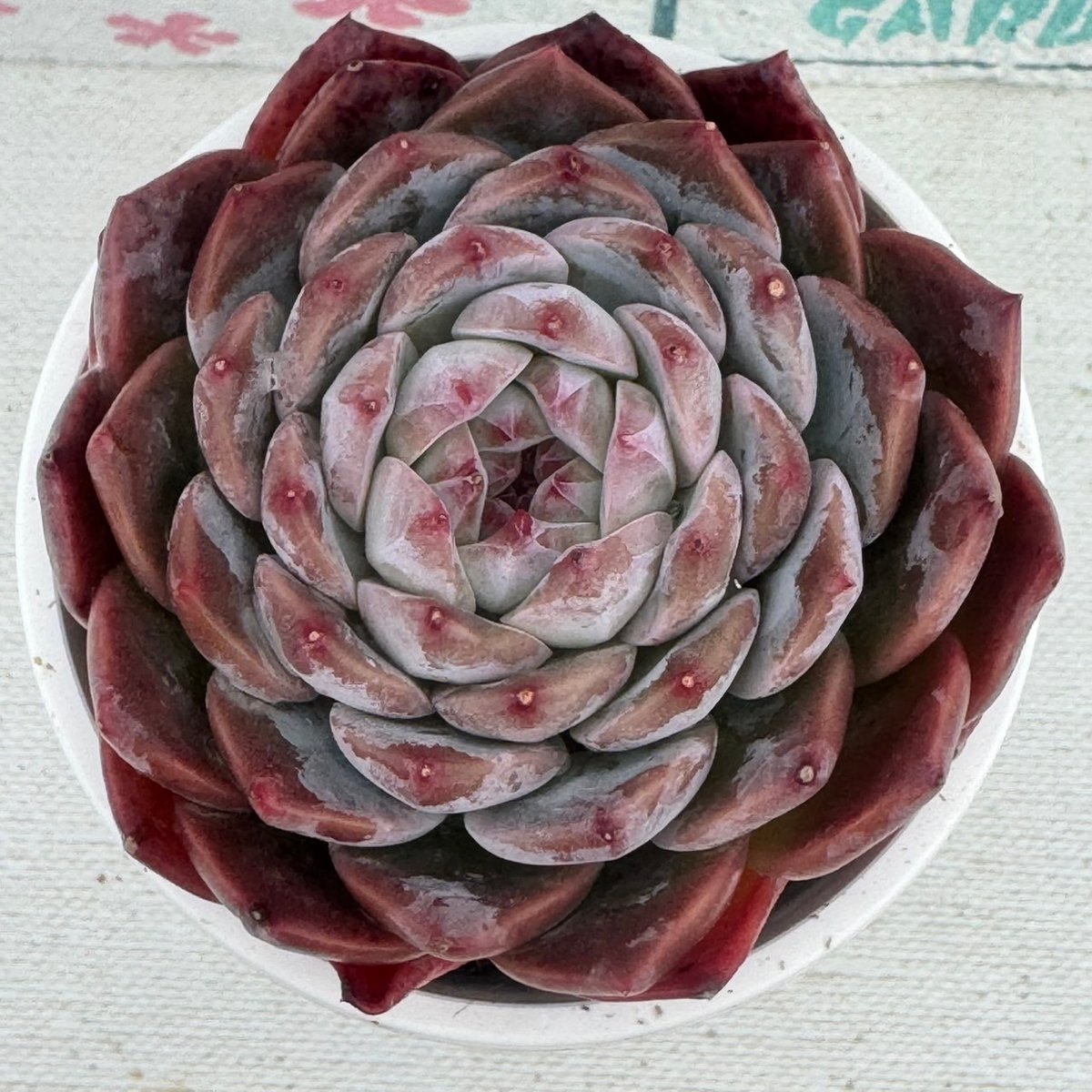 多肉植物 韓国苗 アイスクリスタル | BooTA29♡Succulent