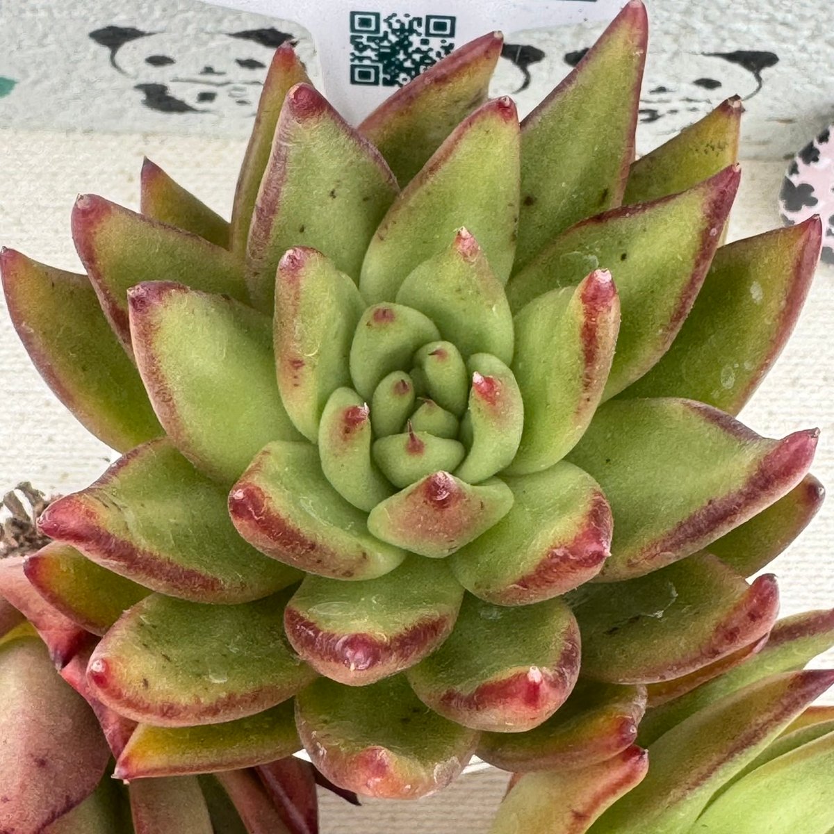 多肉植物 リエール苗 ブラックパールマリア | BooTA29♡Succulent