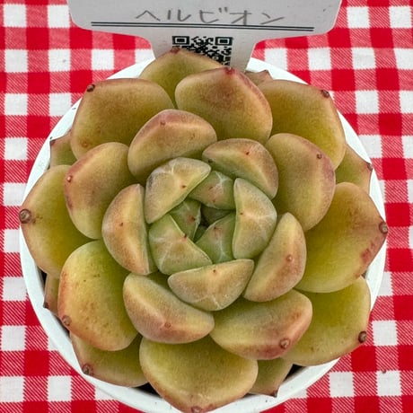 多肉植物  リエール苗  ヘルビオン