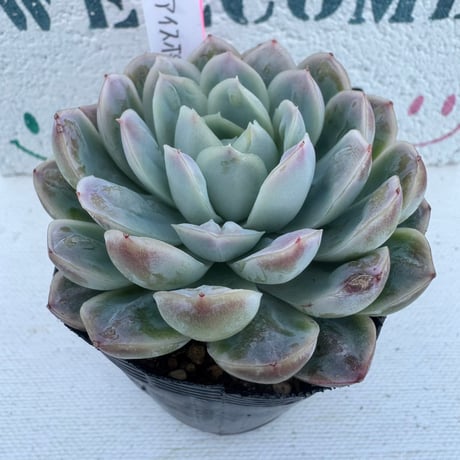 CATEGORY 多肉植物 | BooTA29♡Succulent