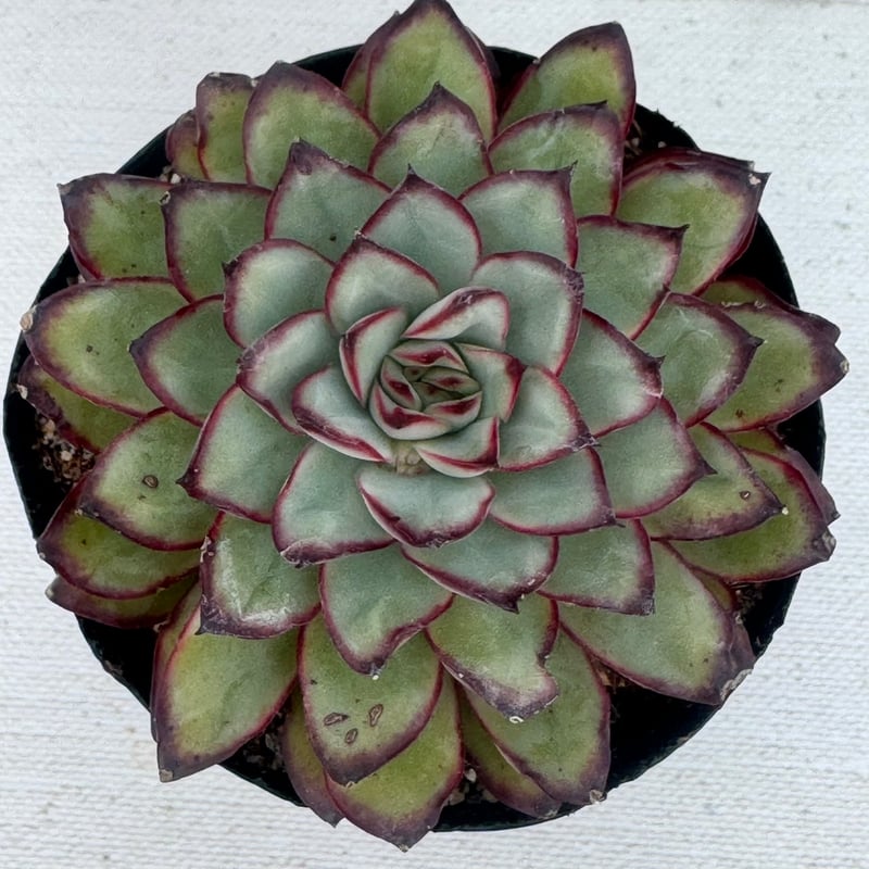 多肉植物 韓国苗 メキシコプリドニス | BooTA29♡Succulent