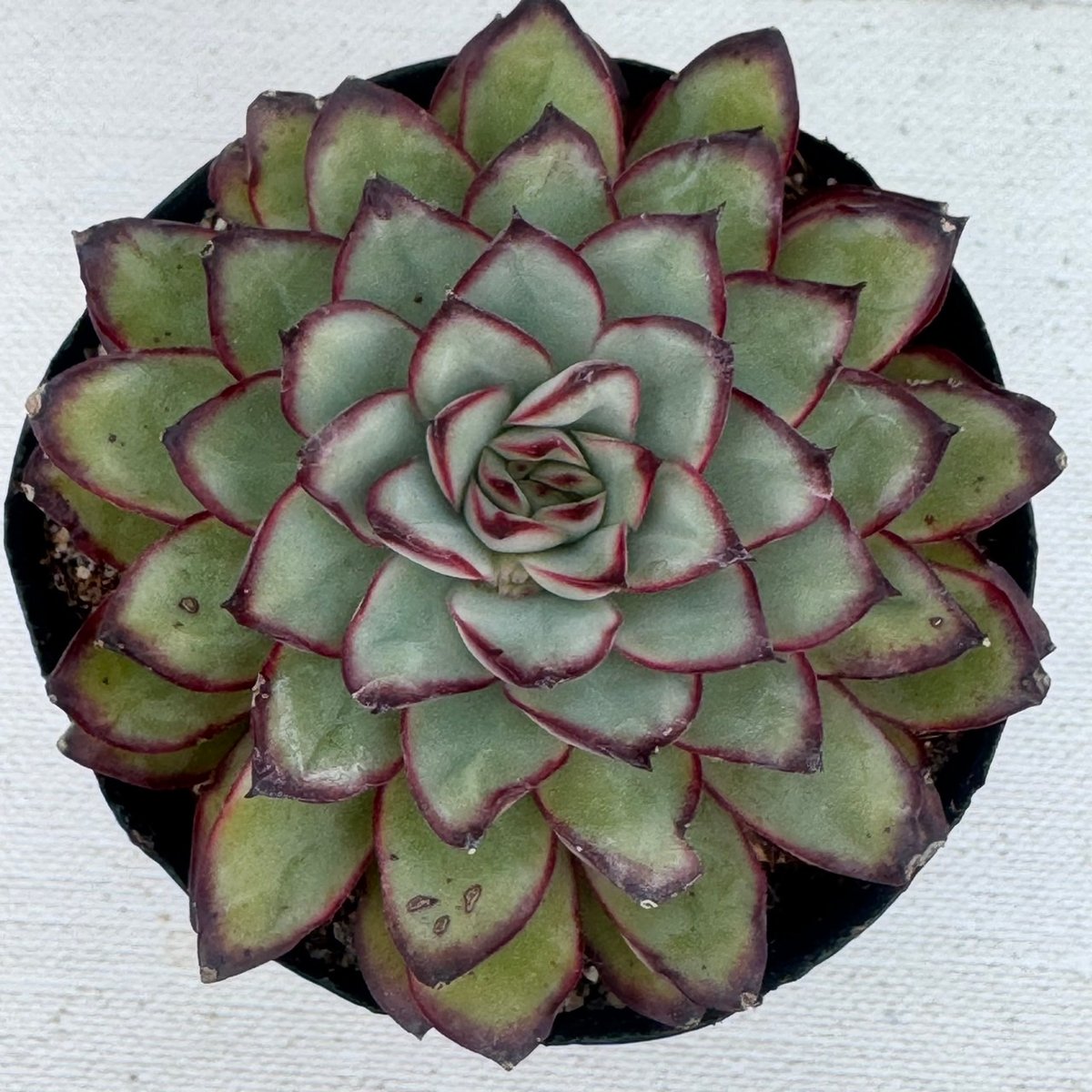 多肉植物 韓国苗 メキシコプリドニス | BooTA29♡Succulent