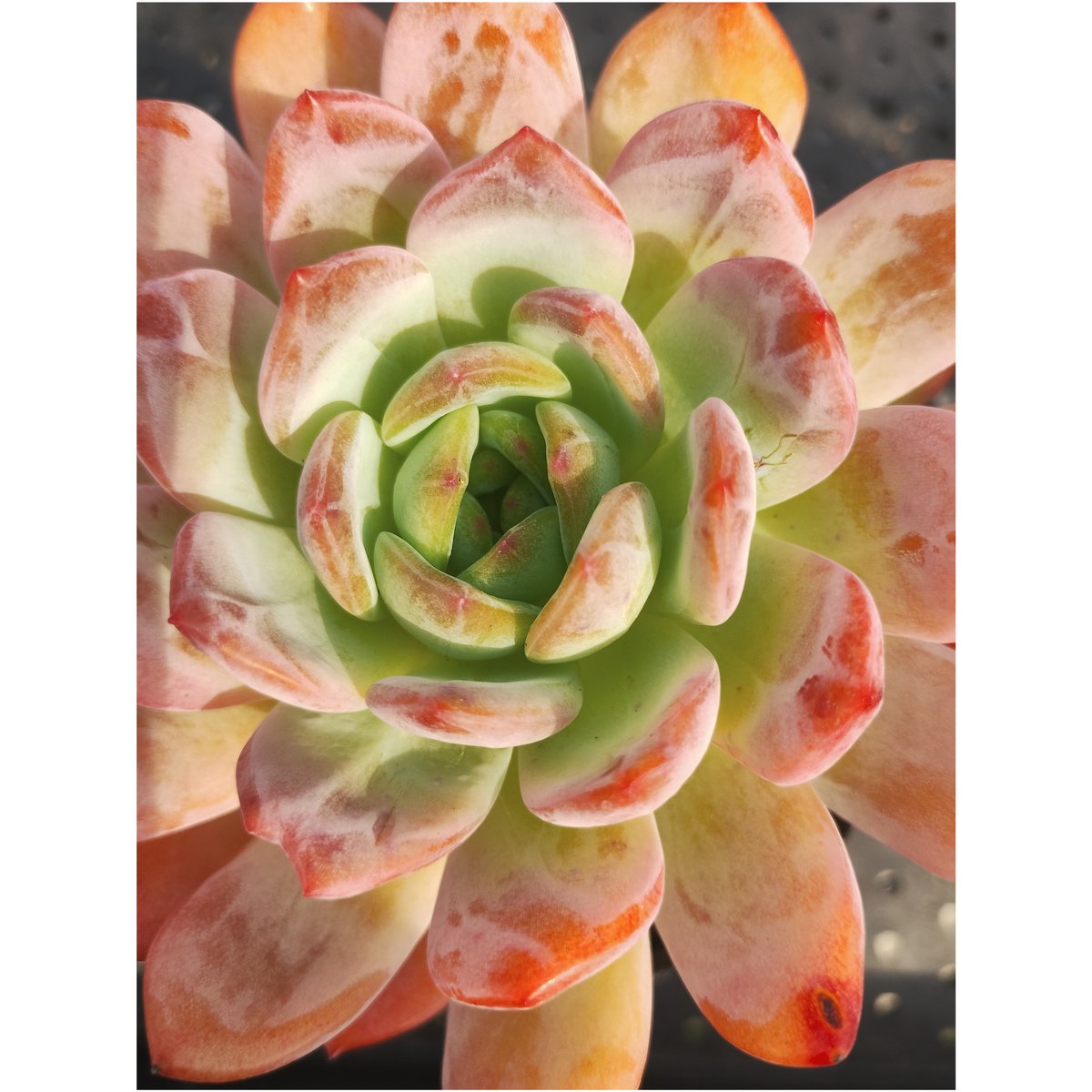 多肉植物 リエール苗 スターマーク | BooTA29♡Succulent