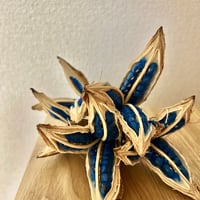 旅人の木の実（タビビトノキ）☆オウギバショウ | 旅人の木STORE