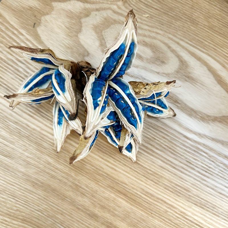 旅人の木の実(タビビトノキ)☆オウギバショウ | 旅人の木STORE 旅人の木の実(タビビトノキ)☆オウギバショウ | 旅人の木STORE