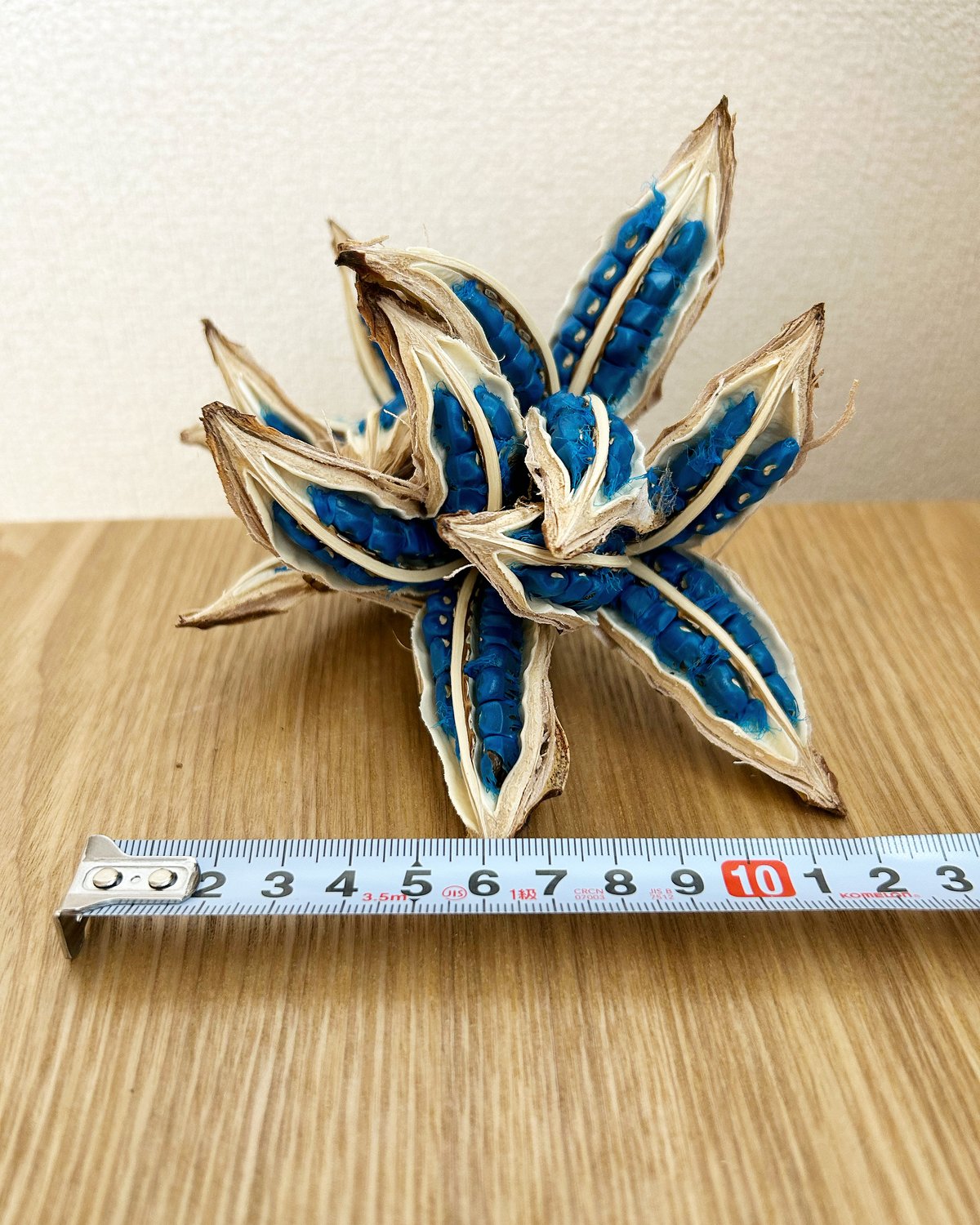tora0888旅人の木A級品４節 tora0888旅人の木A級品4節 楽天市場】（観葉植物）タビビトノキ