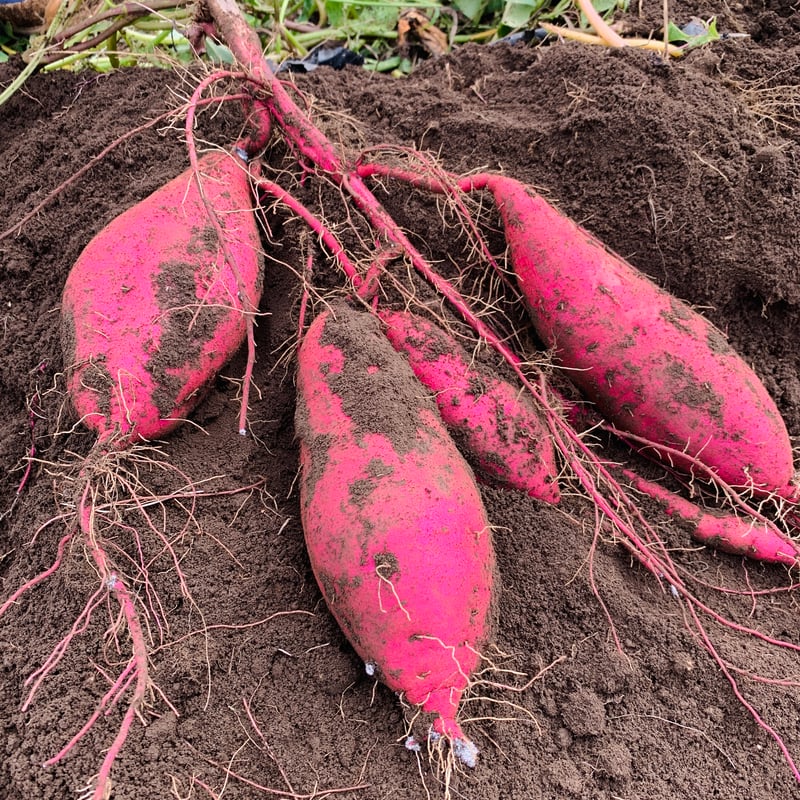芋けんぴと野菜のセット | 農園 tayori