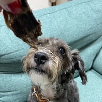 愛犬愛猫用エゾシカジャーキー 50g