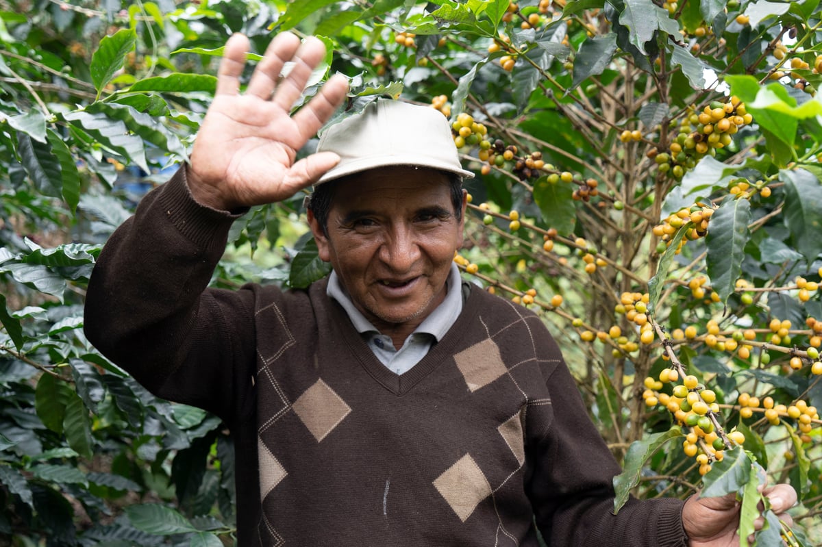 【生豆 格安】ボリビア ソル・デ・ラ・マニャーナ 10kg袋 100g】ボリビア ソル・デ・ラ・マニャーナ アナエロビック ウォッシュ