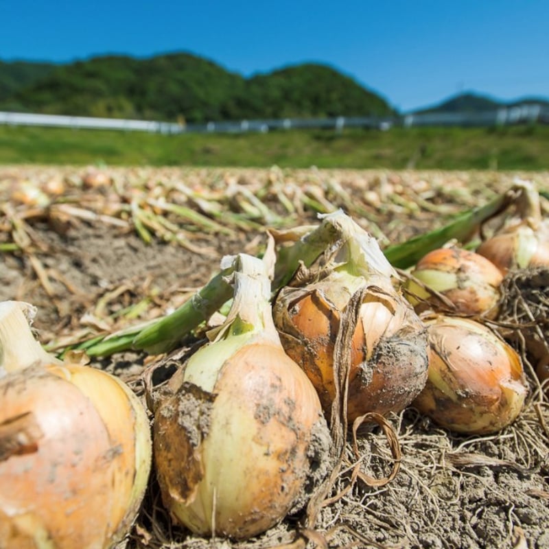 キムチの玉様 】 淡路島産 玉ねぎを使用したキムチ 200g(100g×2袋
