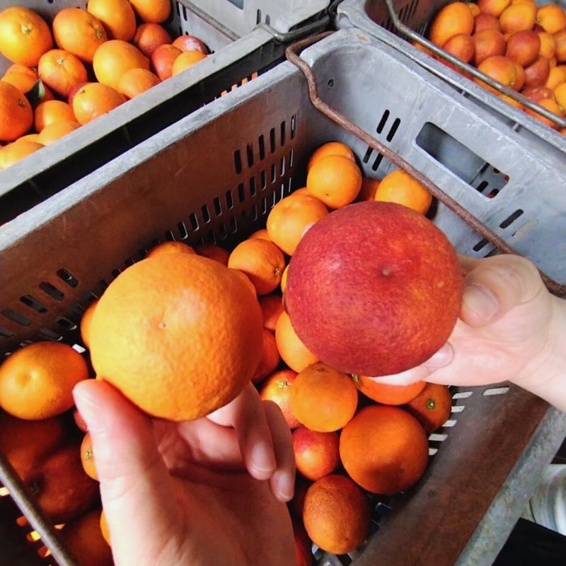 ギフト】愛媛の無添加みかんジュースセット | kazairo Web shop