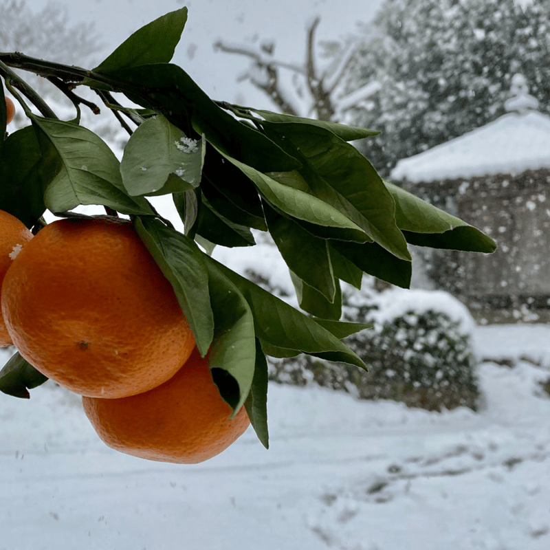 温州みかん(南柑20号) | kazairo Web shop