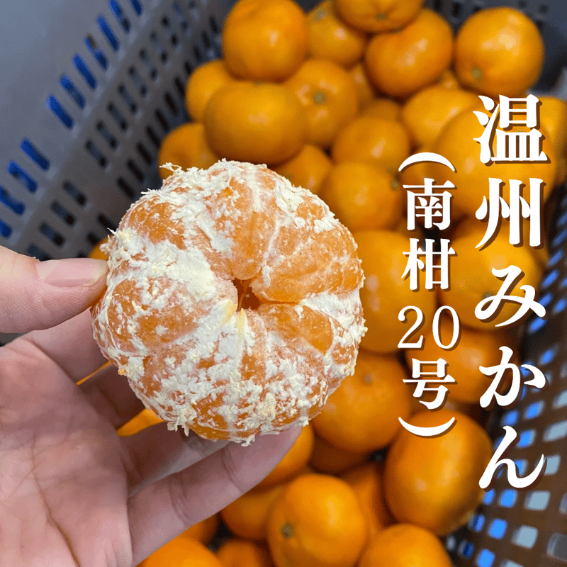 温州みかん(南柑20号) | kazairo Web shop
