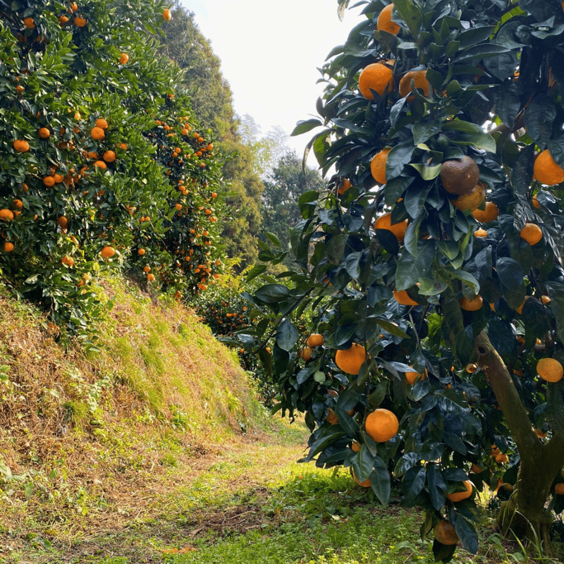 ギフト】愛媛の無添加みかんジュースセット | kazairo Web shop