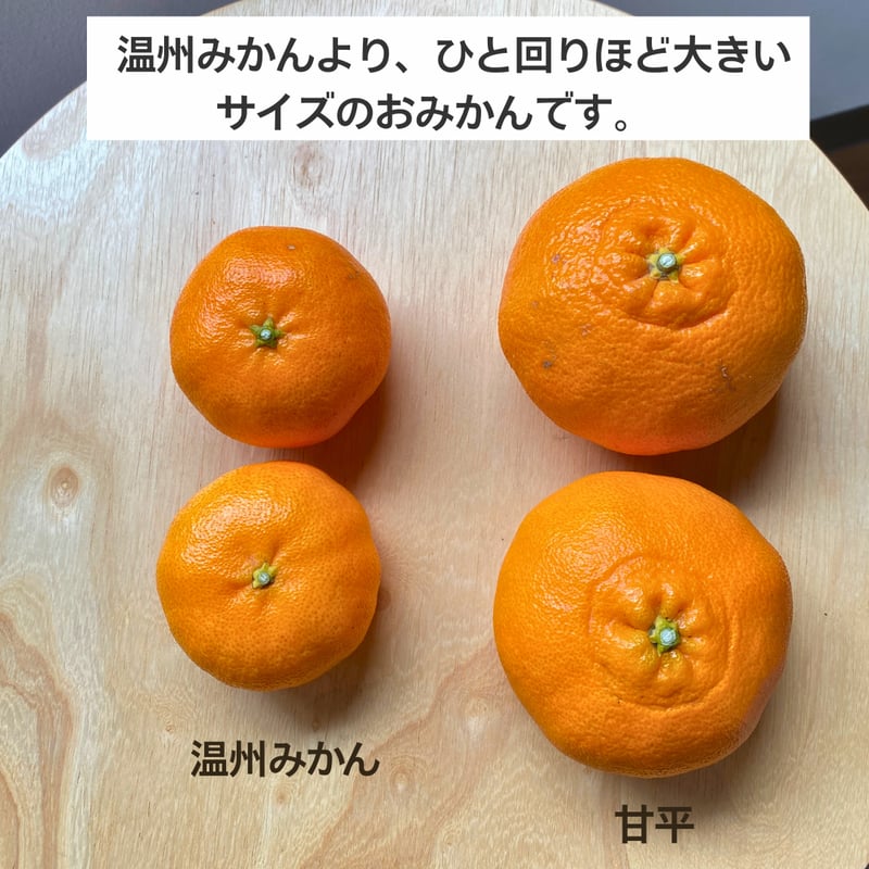 甘平 甘平 約7kg-贈答用 | のま果樹園