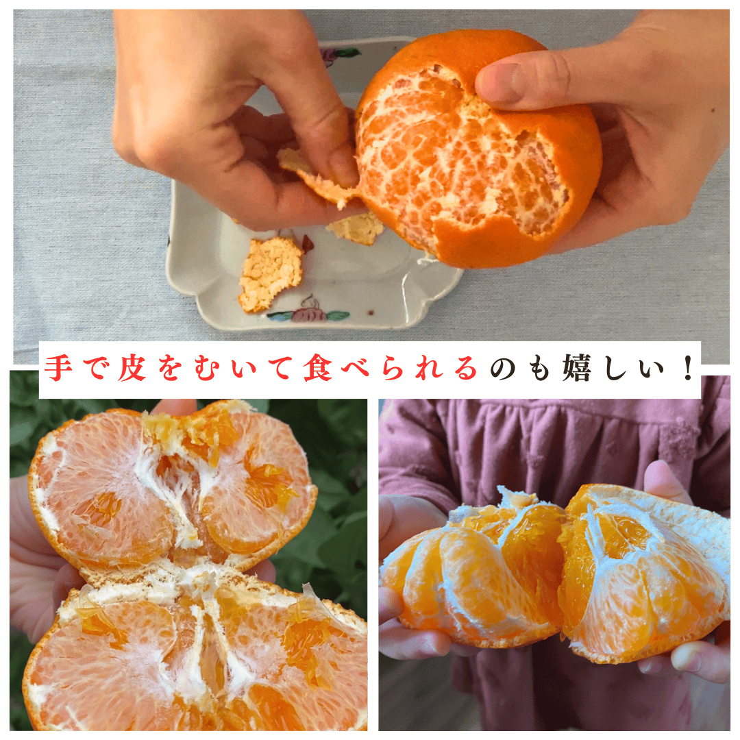 食品 宇和島産甘平 SNOOPY様専用品