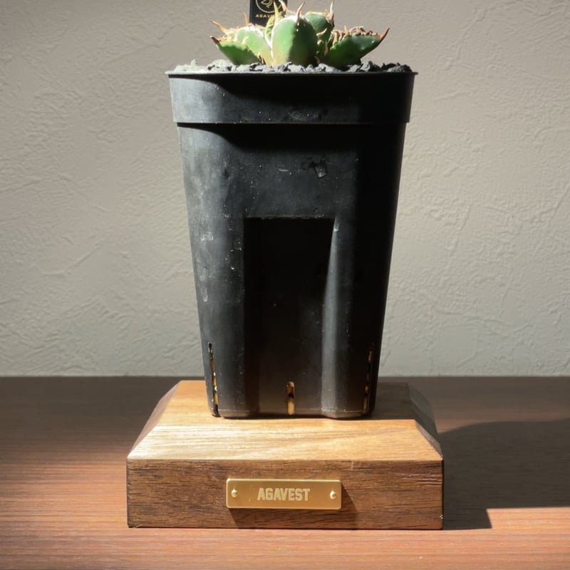 ウォールナット製 高級植物アガベ台座 “walna crest” | PELICAN WORKS