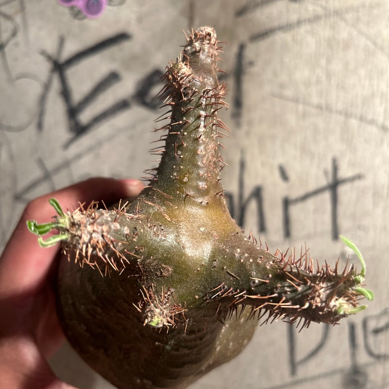 パキポディウム グラキリス 7 | madaexotic