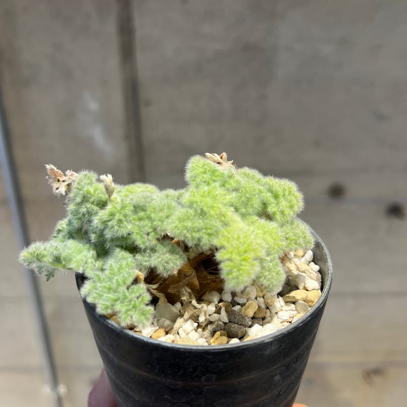 ペラルゴニウム トリステ 実生 10 発根済 | madaexotic