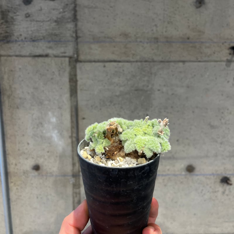 ペラルゴニウム　トリステ　発根済み ペラルゴニウム トリステ 【発根済】A | RAFLUM / ラフラム