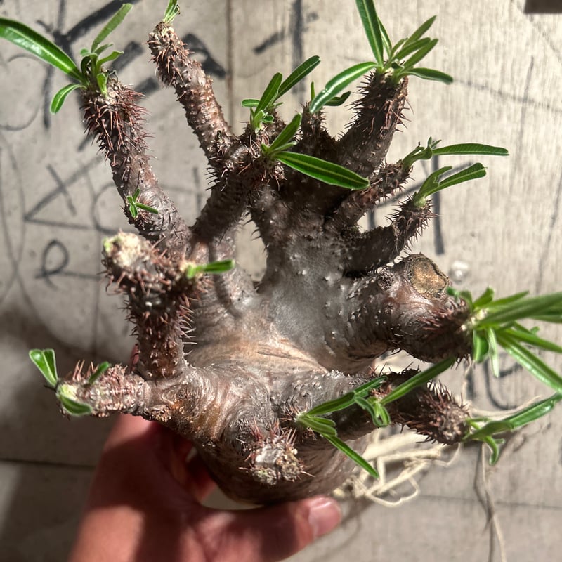 パキポディウム グラキリス ｾｯｶ 1 | madaexotic