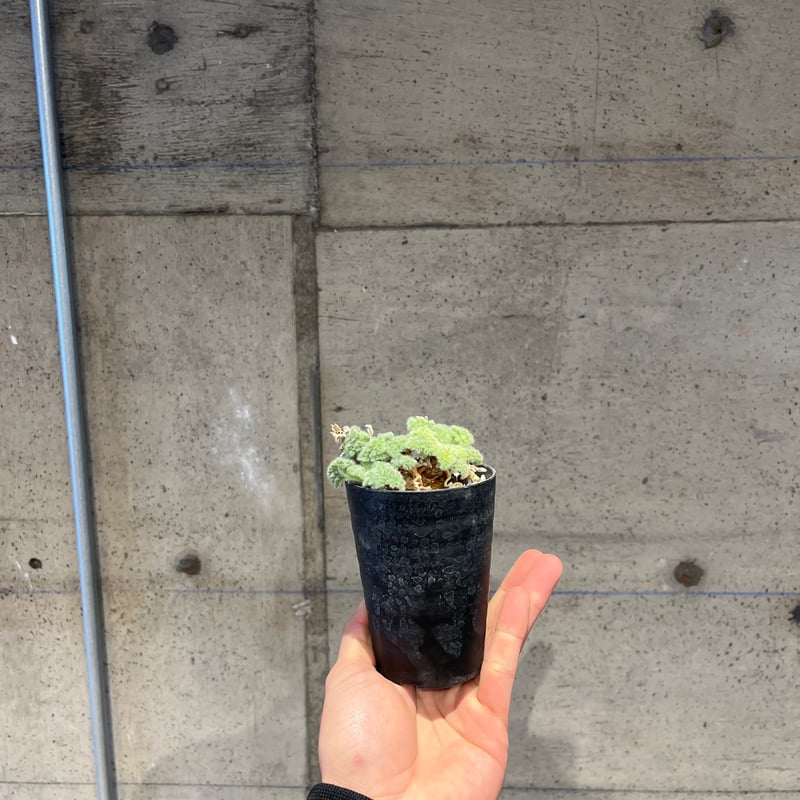 ペラルゴニウム トリステ 実生 10 発根済 | madaexotic