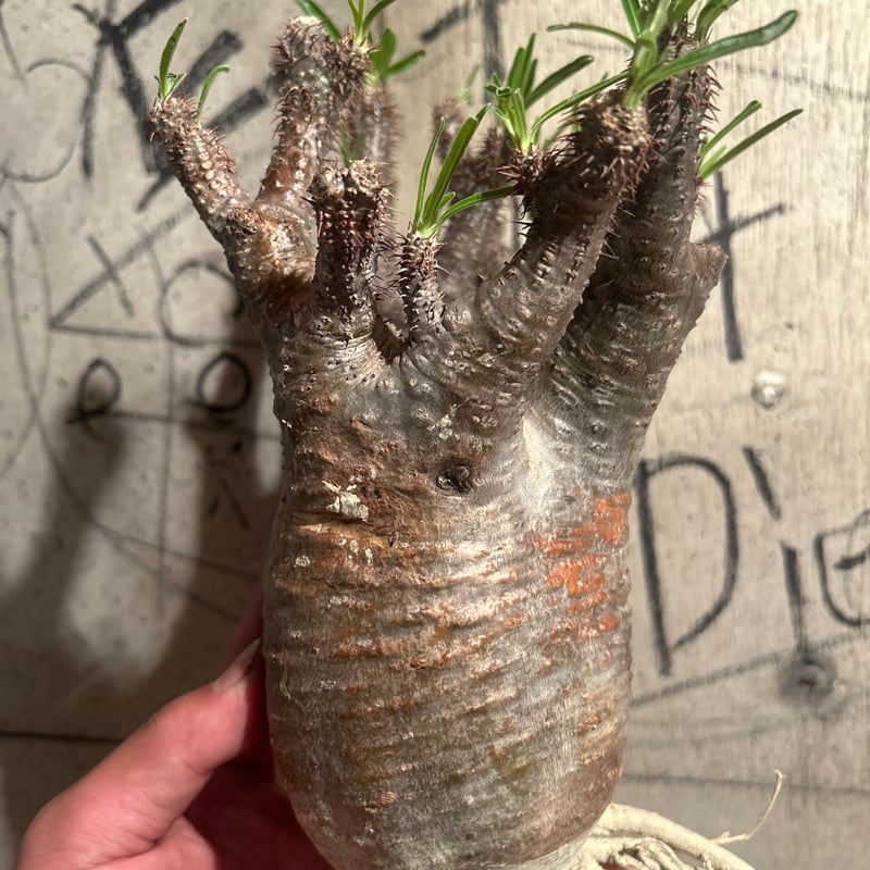 パキポディウム グラキリス ｾｯｶ 1 | madaexotic