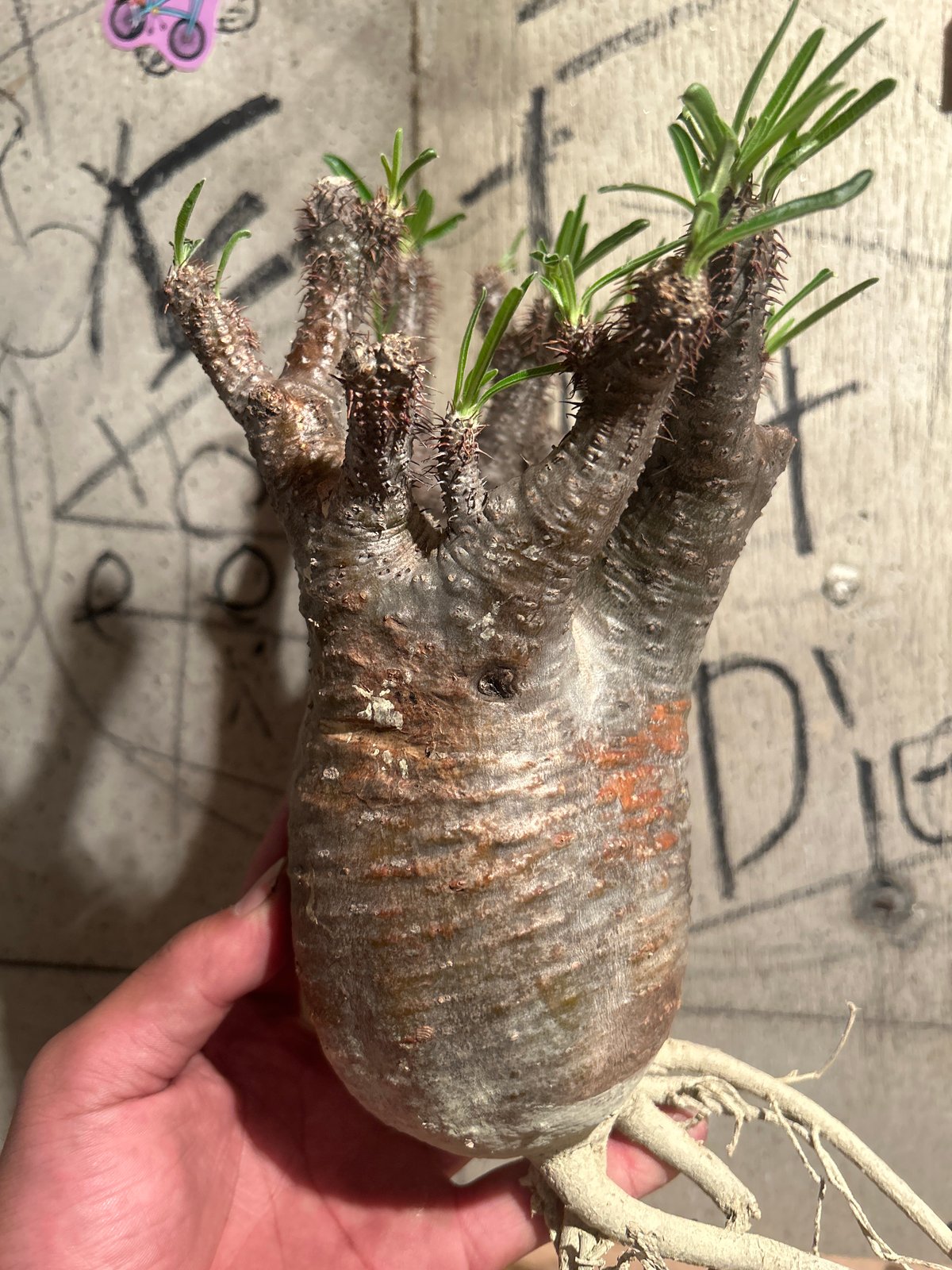 パキポディウム グラキリス ｾｯｶ 1 | madaexotic