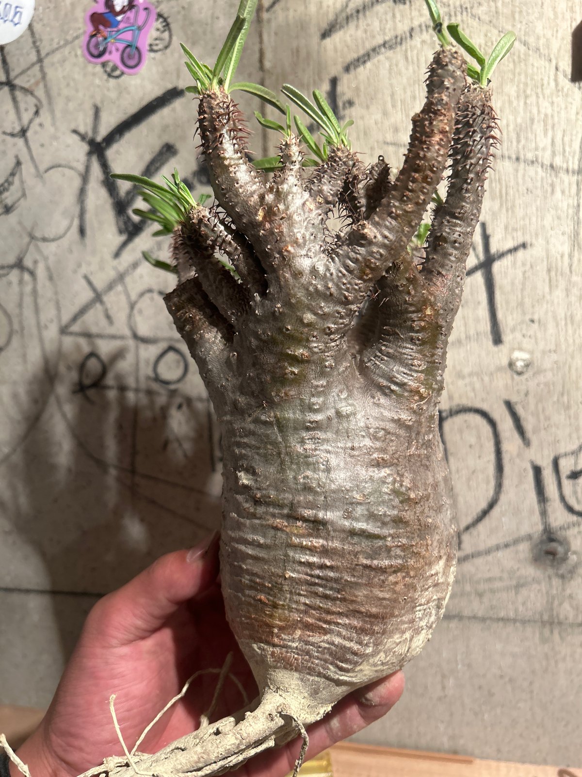 パキポディウム グラキリス ｾｯｶ 1 | madaexotic