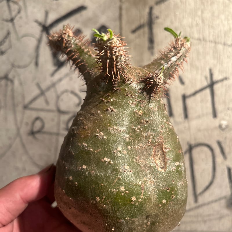 パキポディウム グラキリス 7 | madaexotic