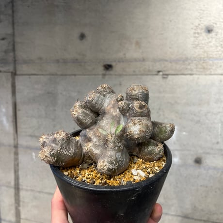 パキポディウム ブレビカリックス　発根済み　カチカチ　巨大 パキポディウム・ブレビカリックス | SEASIDE YARD デラパルマ | ヤシ